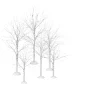 Winter Birch
